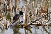 Grd Lavier 17-03-14 0471   Photos ACG 2017