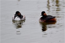 Grd Lavier 17-03-14 0472   Photos ACG 2017