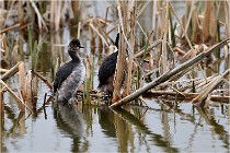 Grd Lavier 17-03-14 0482   Photos ACG 2017