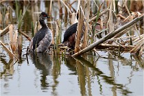 Grd Lavier 17-03-14 0495   Photos ACG 2017