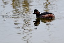 Grd Lavier 17-03-14 0505   Photos ACG 2017