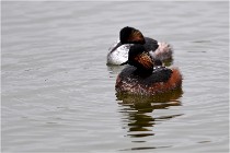 Grd Lavier 17-03-14 0520   Photos ACG 2017