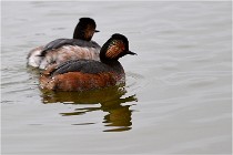 Grd Lavier 17-03-14 0525   Photos ACG 2017