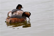 Grd Lavier 17-03-14 0528   Photos ACG 2017