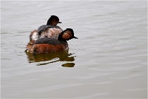 Grd Lavier 17-03-14 0530   Photos ACG 2017