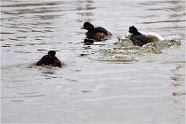 Grd Lavier 17-03-14 0558   Photos ACG 2017