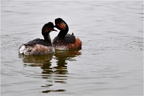 Grd Lavier 17-03-14 0574   Photos ACG 2017