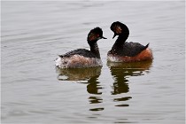 Grd Lavier 17-03-14 0581   Photos ACG 2017