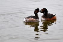 Grd Lavier 17-03-14 0582   Photos ACG 2017