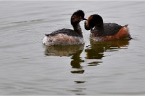 Grd Lavier 17-03-14 0584   Photos ACG 2017