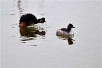 Grd Lavier 17-03-14 0619   Photos ACG 2017