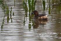 Grd Lavier 17-03-14 0666   Photos ACG 2017