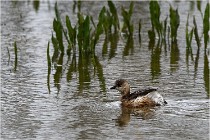 Grd Lavier 17-03-14 0709   Photos ACG 2017