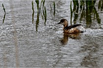 Grd Lavier 17-03-14 0711   Photos ACG 2017