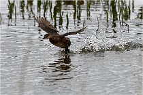 Grd Lavier 17-03-14 0735   Photos ACG 2017