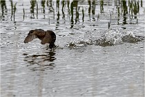 Grd Lavier 17-03-14 0736   Photos ACG 2017