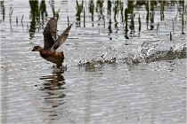 Grd Lavier 17-03-14 0737   Photos ACG 2017