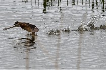 Grd Lavier 17-03-14 0738   Photos ACG 2017