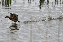 Grd Lavier 17-03-14 0739   Photos ACG 2017