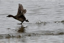 Grd Lavier 17-03-14 0746   Photos ACG 2017