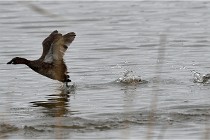 Grd Lavier 17-03-14 0748   Photos ACG 2017