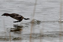 Grd Lavier 17-03-14 0749   Photos ACG 2017