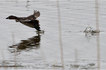 Grd Lavier 17-03-14 0759   Photos ACG 2017