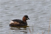 Grd Lavier 17-03-14 0771   Photos ACG 2017