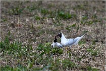 Grd Lavier 17-03-14 0803   Photos ACG 2017