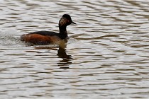 Grd Lavier 17-03-14 0834   Photos ACG 2017