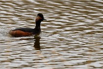 Grd Lavier 17-03-14 0841   Photos ACG 2017