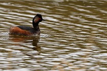 Grd Lavier 17-03-14 0843   Photos ACG 2017