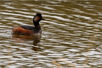 Grd Lavier 17-03-14 0845   Photos ACG 2017