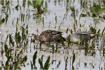 Grd Lavier 17-03-14 0897   Photos ACG 2017