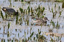 Grd Lavier 17-03-14 0903   Photos ACG 2017