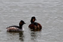 Grd Lavier 17-03-14 1032   Photos ACG 2017