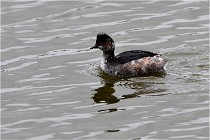 Grd Lavier 17-03-14 1119   Photos ACG 2017