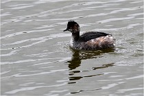 Grd Lavier 17-03-14 1120   Photos ACG 2017