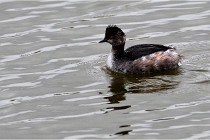 Grd Lavier 17-03-14 1121   Photos ACG 2017