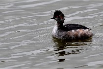 Grd Lavier 17-03-14 1126   Photos ACG 2017