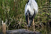 Le Teich 17-04-03 0008   Photos ACG 2017