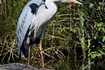 Le Teich 17-04-03 0011   Photos ACG 2017