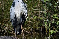 Le Teich 17-04-03 0018   Photos ACG 2017