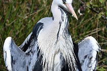 Le Teich 17-04-03 0033   Photos ACG 2017