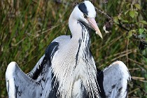 Le Teich 17-04-03 0035   Photos ACG 2017