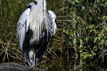 Le Teich 17-04-03 0052   Photos ACG 2017