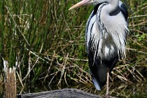 Le Teich 17-04-03 0065   Photos ACG 2017