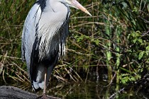 Le Teich 17-04-03 0092   Photos ACG 2017