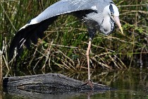 Le Teich 17-04-03 0098   Photos ACG 2017