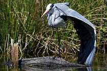 Le Teich 17-04-03 0107   Photos ACG 2017